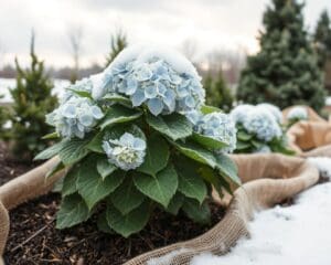 Hoe bescherm je een hortensia tegen vorst?