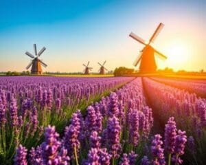 Hoe bloeit lavendel het beste in Nederland?