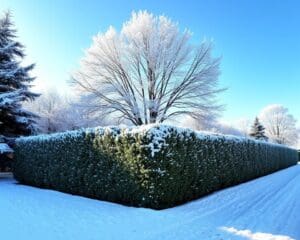 Hoe onderhoud je een taxushaag in de winter?