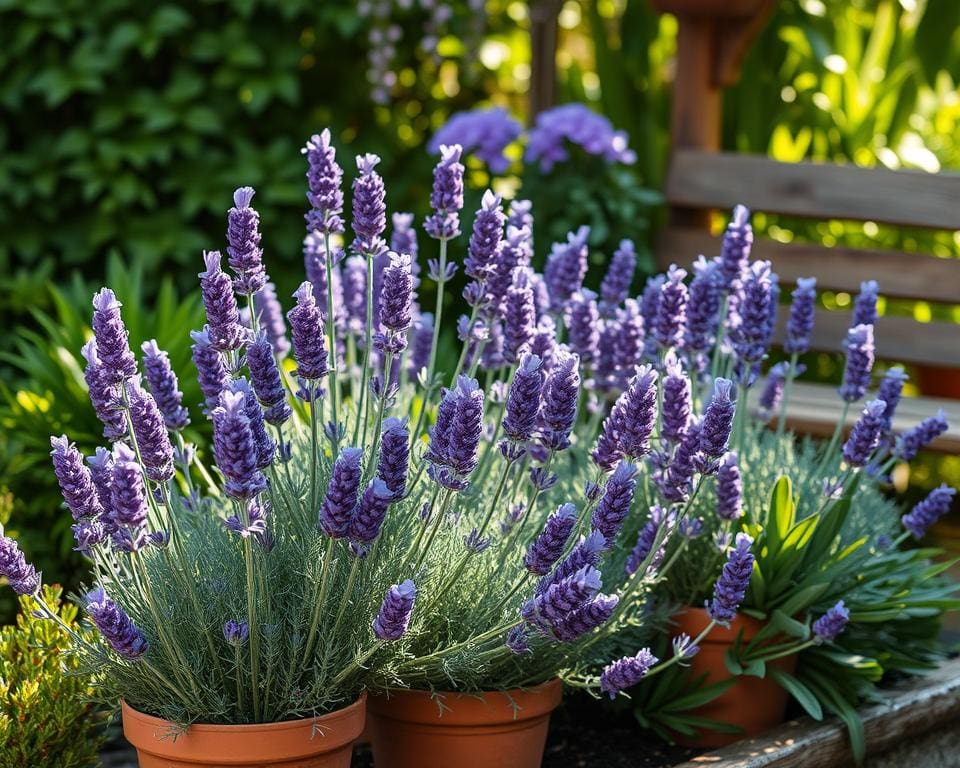 Hoe verzorg je lavendel in een kleine tuin?