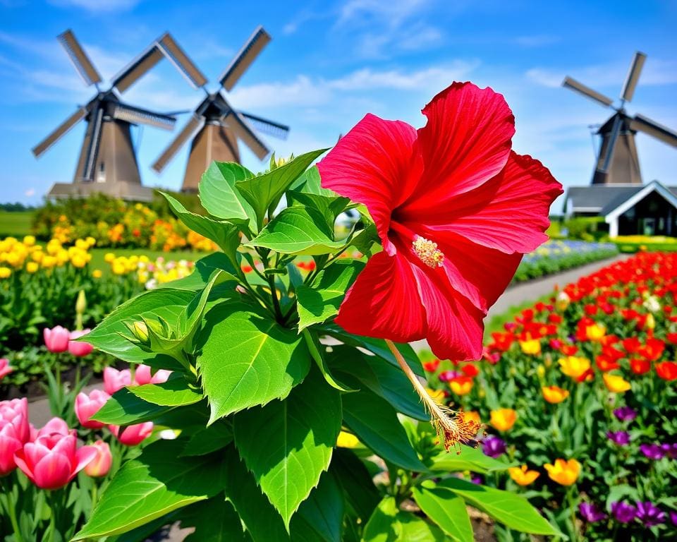 Is een hibiscus geschikt voor Nederlandse tuinen?