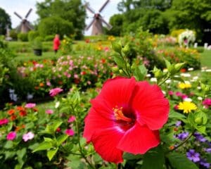 Is een hibiscus geschikt voor Nederlandse tuinen?