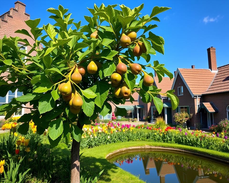 Kun je een vijgenboom in Nederland kweken?