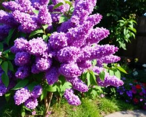 Waarom is de sering perfect voor een kleine tuin?