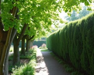 Waarom kiezen voor een haagbeuk als haagplant?