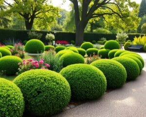 Wat maakt de buxus geschikt voor lage hagen?