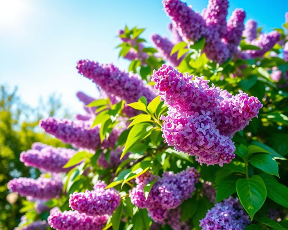 Wat maakt de sering bijzonder in de lente?