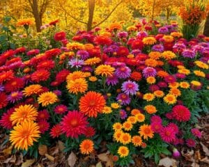 Welke bloemen bloeien lang in de herfst?