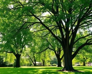 Welke bomen geven veel schaduw in de zomer?