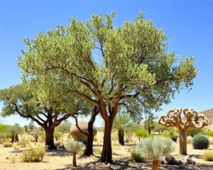 Welke bomen zijn goed bestand tegen droogte?