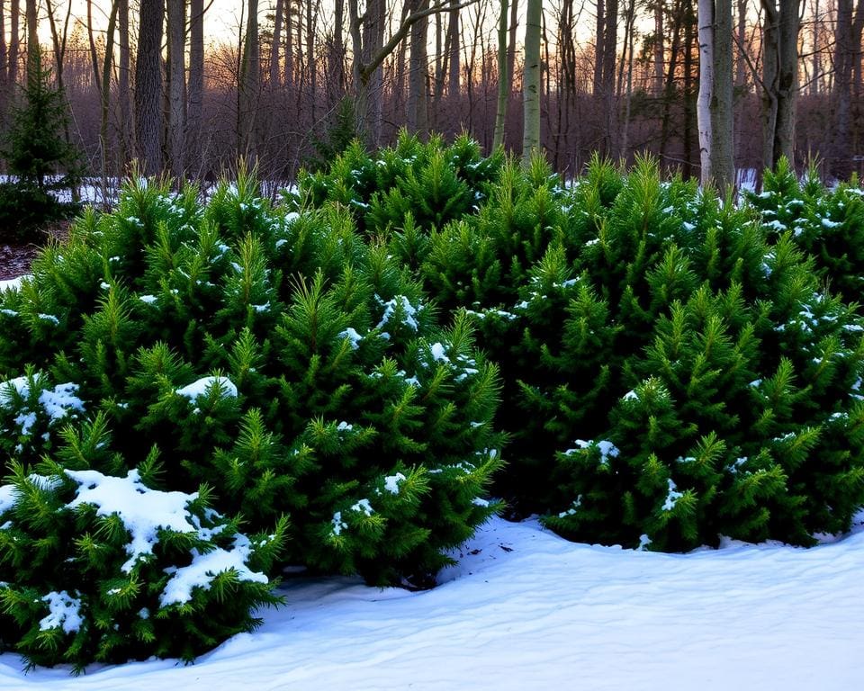 Welke struiken blijven groen in de winter?