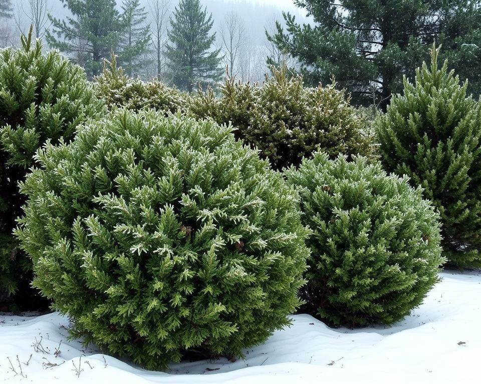 Welke struiken blijven groen in de winter?