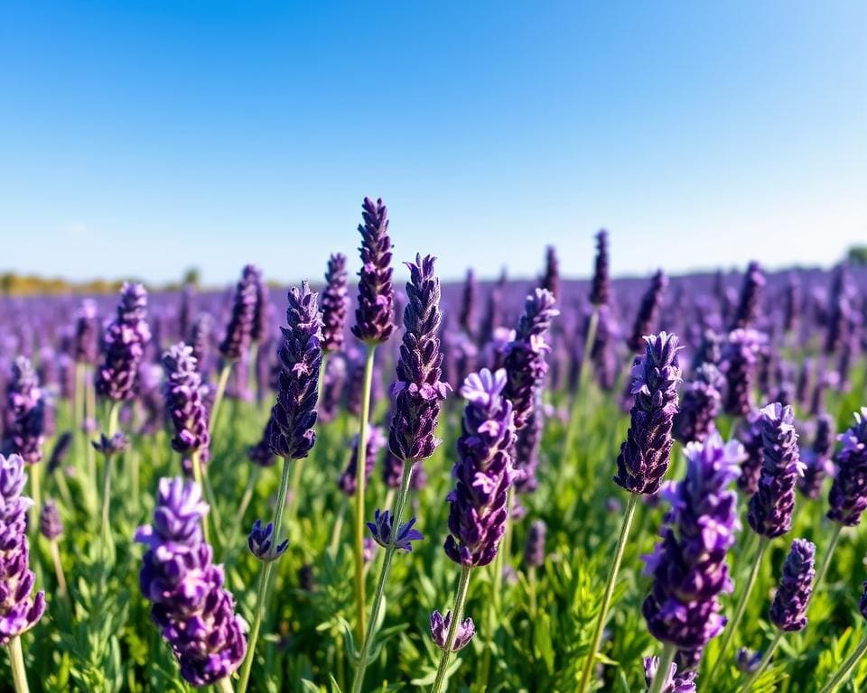 lavendel verzorging