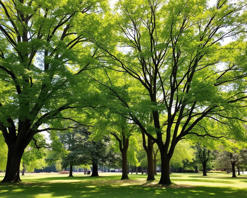 soorten bomen voor verkoeling in de zomer