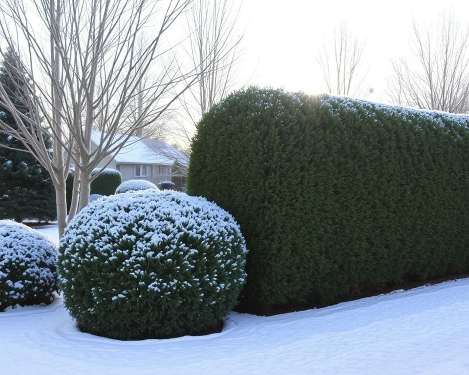 taxus snoeien winter