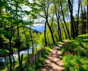 Wandelen in de natuur: waarom het ontspannend werkt