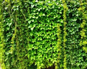 De mooiste klimplanten voor een groene wand
