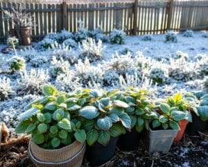 Hoe bescherm je je tuinplanten tegen vorst?