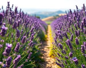 Waarom lavendel niet mag ontbreken in je tuin?