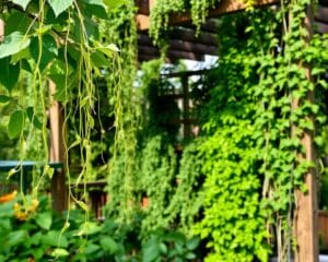 Hoe breng je levendigheid met klimplanten?