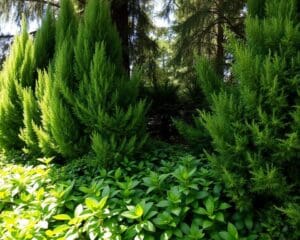 Hoe gebruik je planten om privacy te creëren?